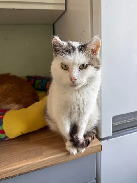 I spent Easter Monday at the cat hospice and have no regrets