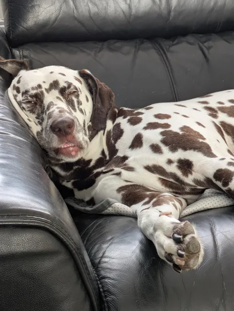 Sleeping like she works full time and pays rent