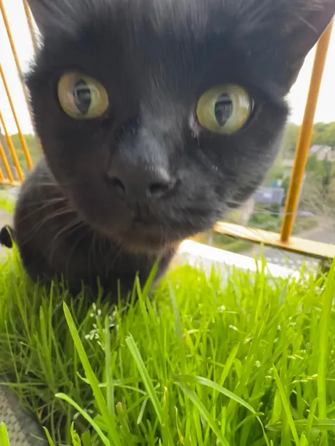 My cat was eating grass on the balcony