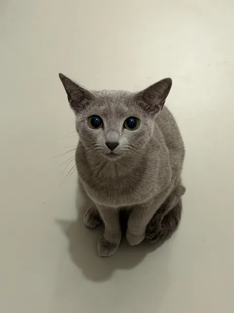 Our cat often curls up her tail like this