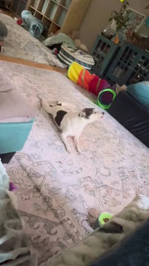 Just 2 puppers howling at 730am. Milo is the little one who likes to sploot and Sansa is the fluffy one on the AC vent.