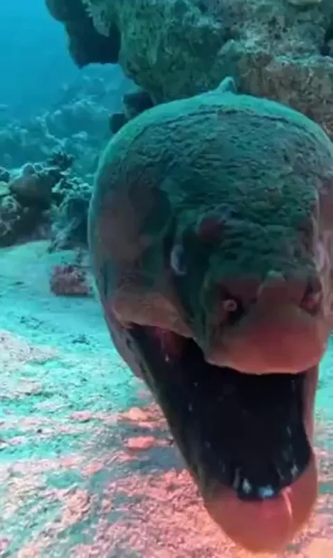 A moray eel's mouth