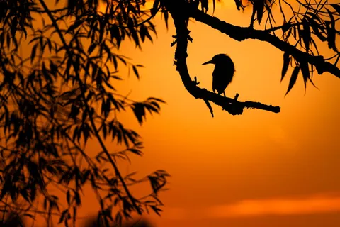 Golden hour green heron in a tree