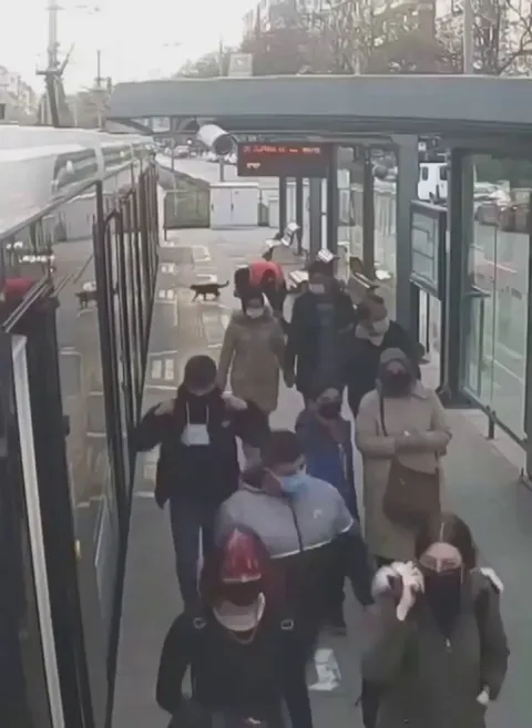 Tram security guard rescues cat by pressing emergency button