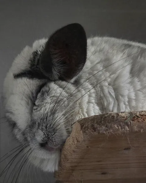 My Chinchilla just turned 20. Still going strong.