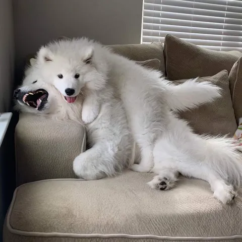 Get a sibling they said, it’ll be fun they said 😂😂