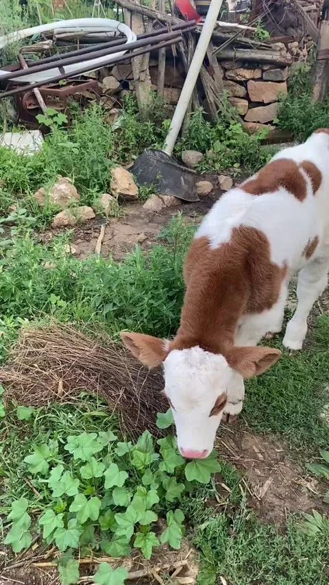 Trying to talk to a calf