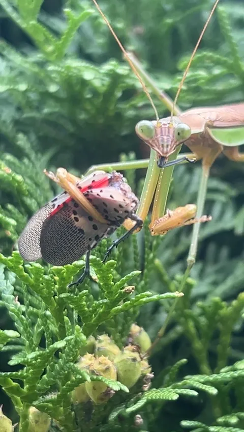 This praying mantis caught a red lantern fly for dinner