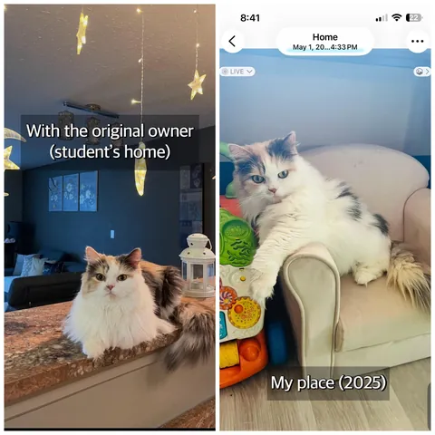 Update: I have the cat my student rehomed 3 years ago and thought had died.