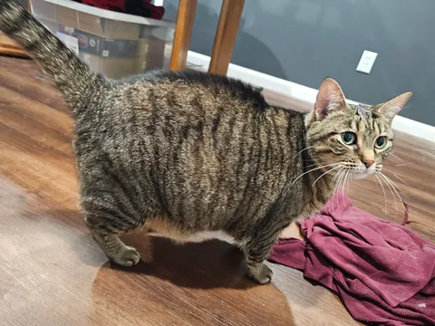 Distended stomach or just fat?