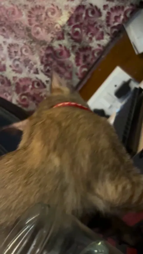 Why does my cat pant like a dog after playing?