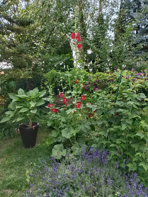 Summer flowers
