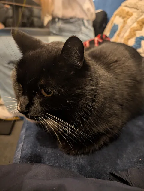 This little guy literally walked in the restaurant and sat down next to me. The waitress doesn't know whose cat he is