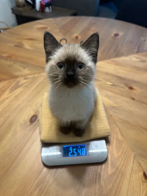 My husband spotted a box stuck under a truck driving through a parking lot in Burnaby, BC. He flagged the driver down and helped get the box unstuck. When he opened it, he found three tiny babies inside!