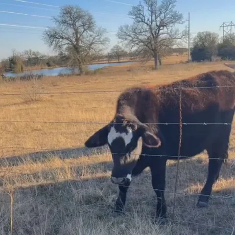 Cow pokes head through barbed wire to lick dog