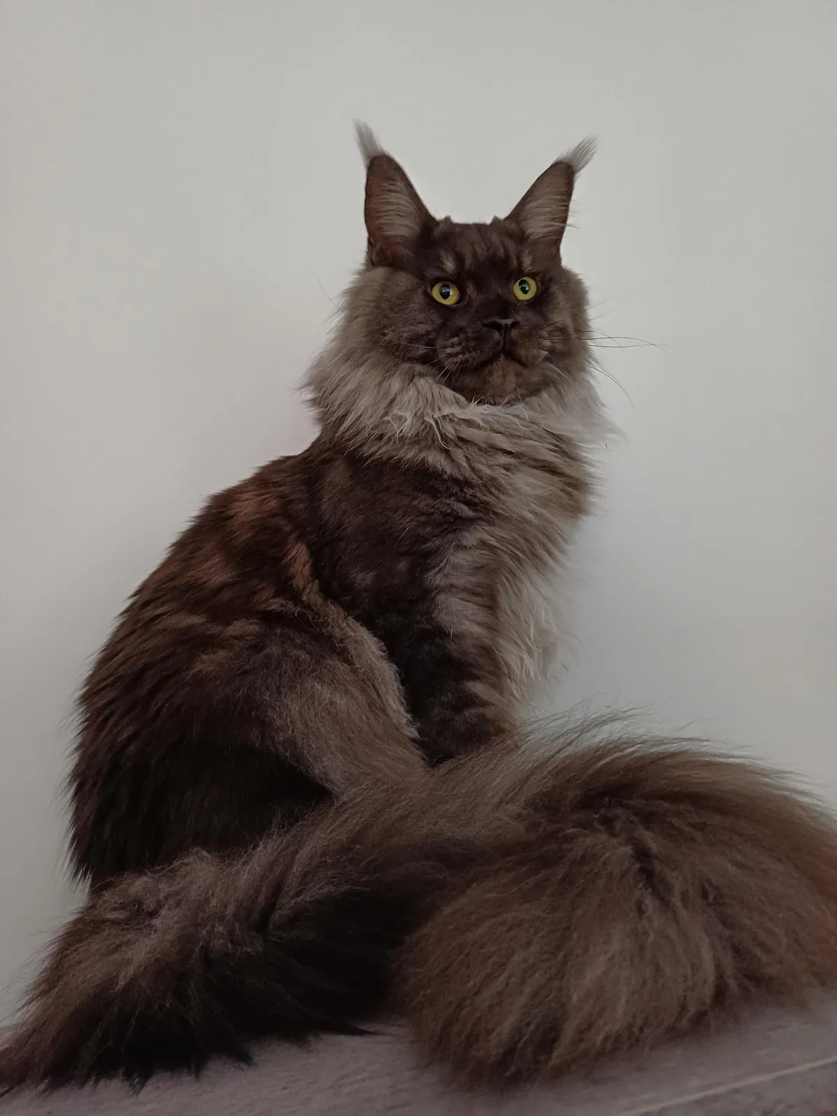 Théoden turned 1 year old.