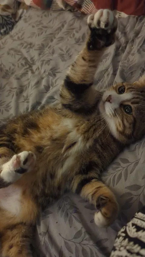 This is Ponyo, she melts my heart every single day.