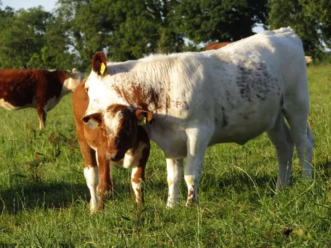 Dandelion is a lot younger than Frankie, but they still get along great with each other!