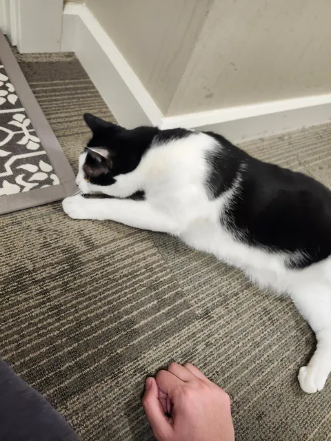 This is max, he is the cat of an old lady i deliver packages too. He is also incredibly friendly.