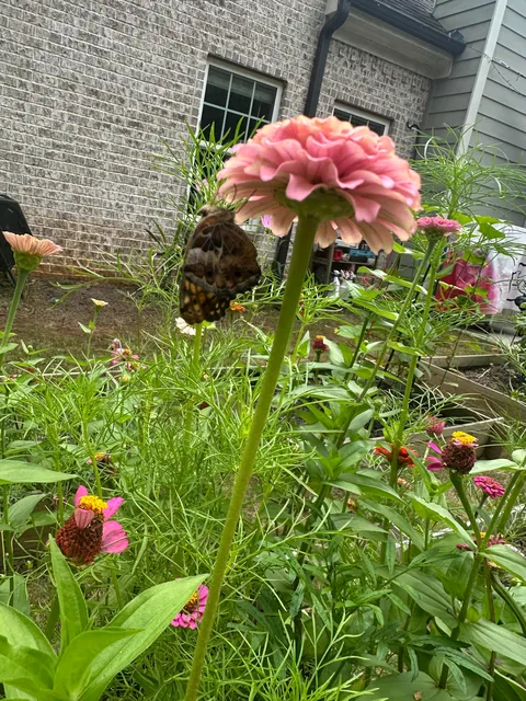 Accidental Butterfly Sanctuary