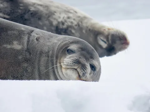 My trip to Antarctica: icebergs, penguins, sleeping on the ice etc.