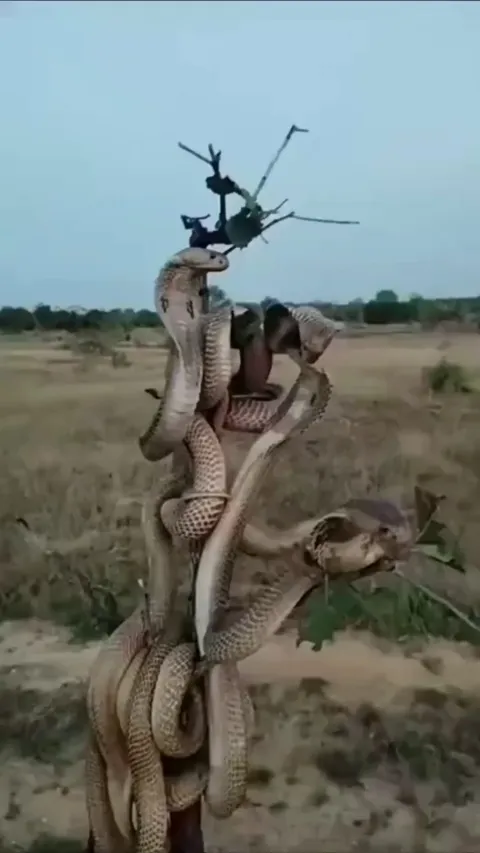 🔥Collection of cobras on a short tree