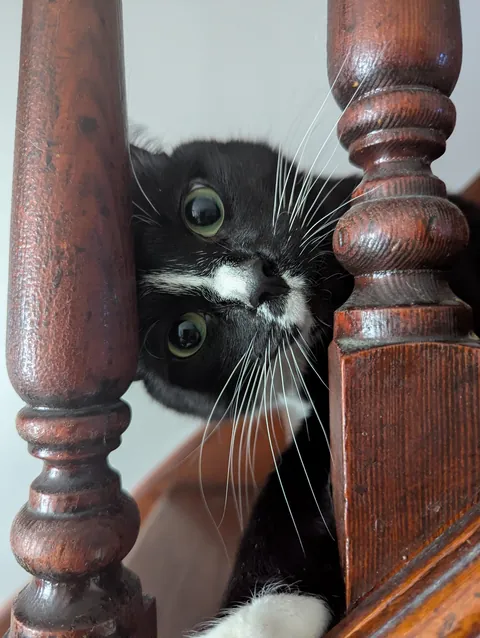Carl, my brother (my parents' cat lol)