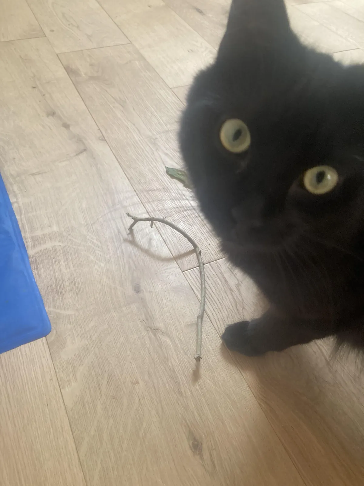 I brought you a stick