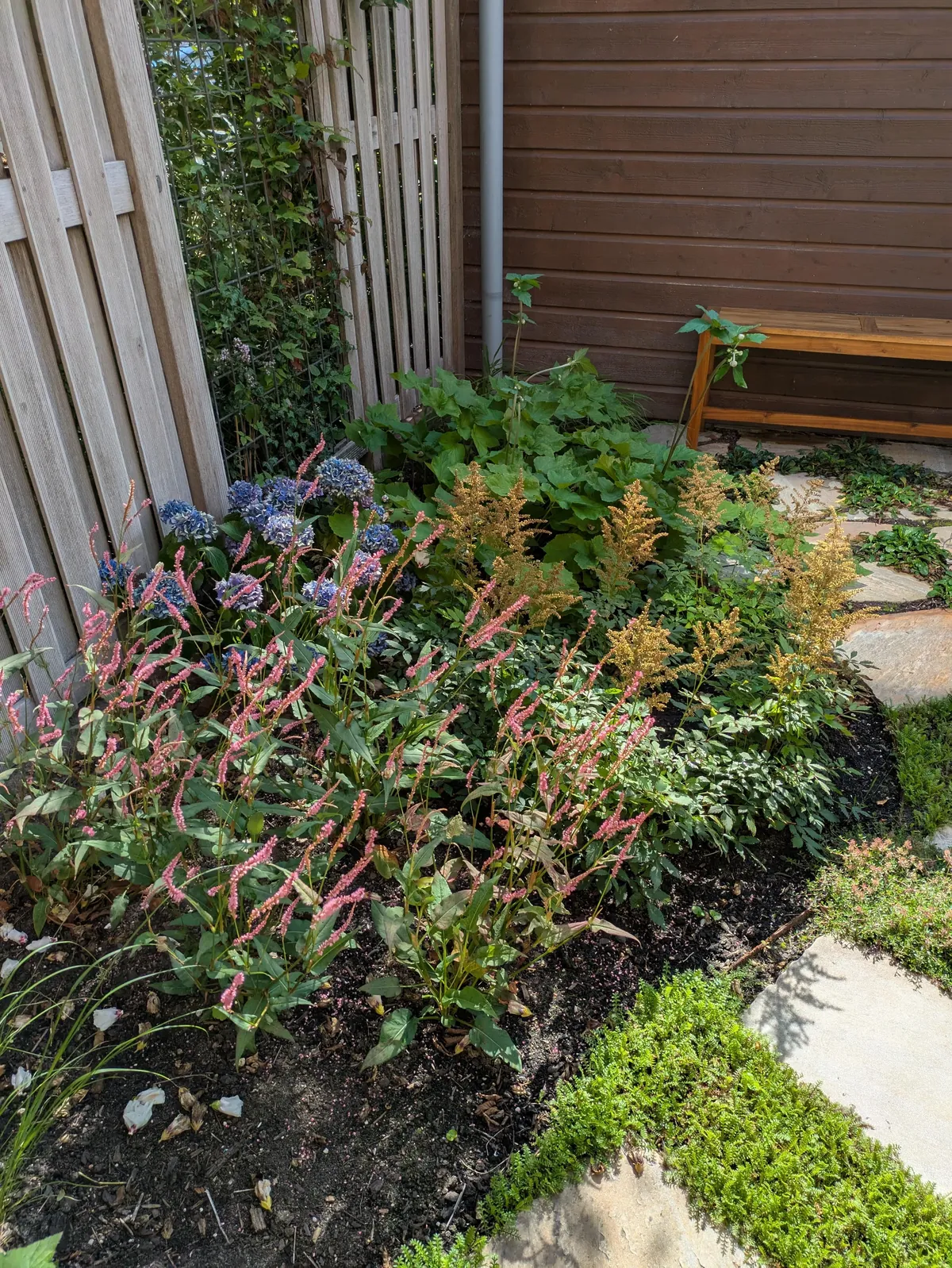 The first season of my flower garden