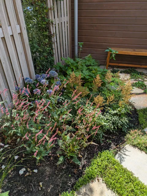 The first season of my flower garden