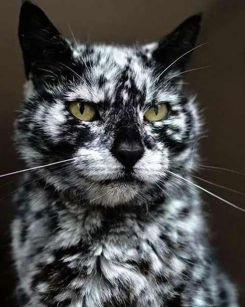 This cat suffers from depigmentation, but that doesn’t stop him from looking awesome