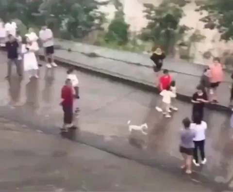Mother dog jumps into the floodwater to save her puppy
