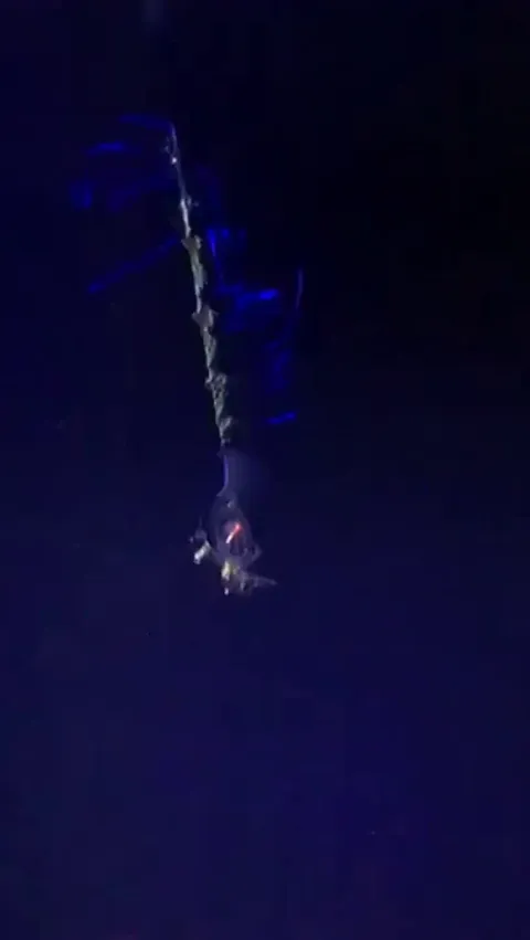 🔥 Scientists encountered the alien-like Planctoteuthis squid on a deep ROV dive yesterday