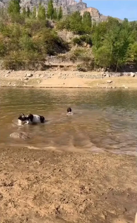 🐶: "Who the hell, said you wear it? Throw it!!"