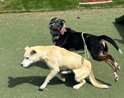 My foster went to daycare yesterday