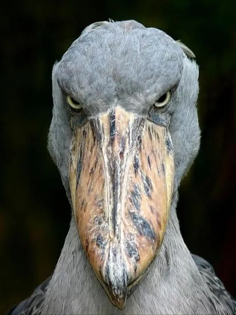 The Shoebill, known as the living dinosaur, is an African bird that stands 1.5m tall. With its massive beak, it hunts fish and baby crocodiles.