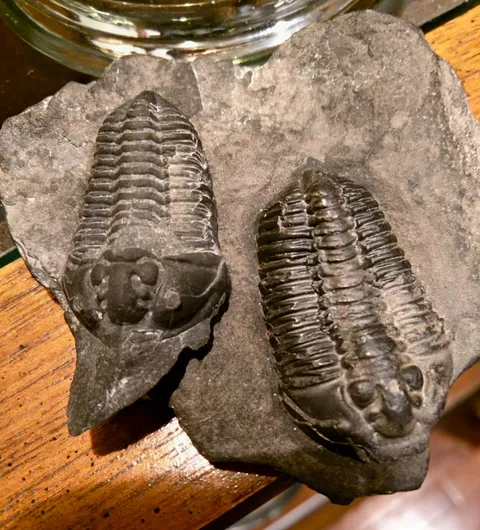 Found 45 years apart on the shore of Lake Champlain in New York.