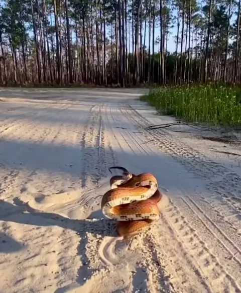 🔥 A Corn Snake’s Defensive Stance