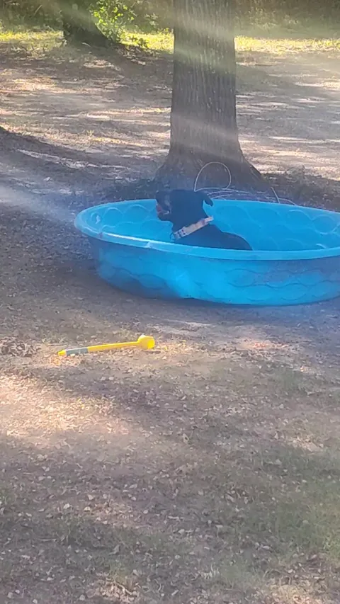 She found a dry and empty pool. I hope it's cooling her off as much as she thinks it is