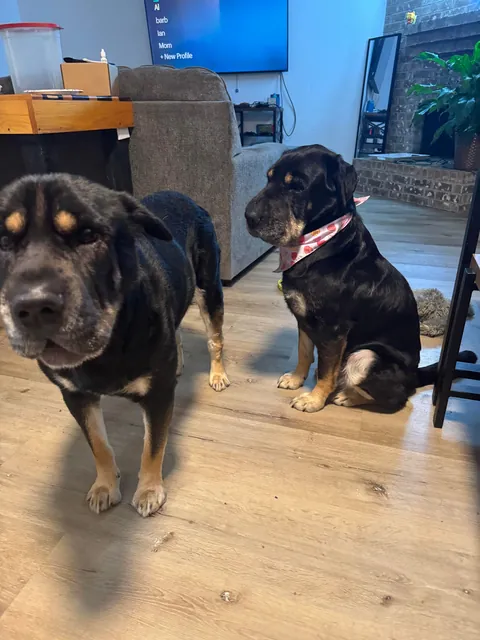 Came across a dog who was in the shelter, turns out it's my dog’s sister! Now they are inseparable! (Swipe!)(OC)