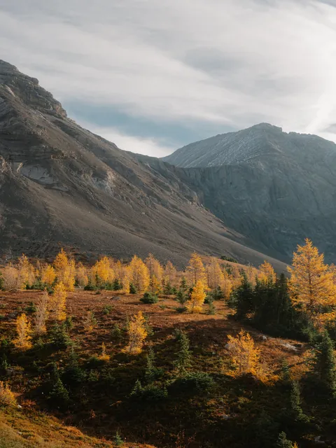 Larch season in Alberta, Canada [OC][5958x7944]