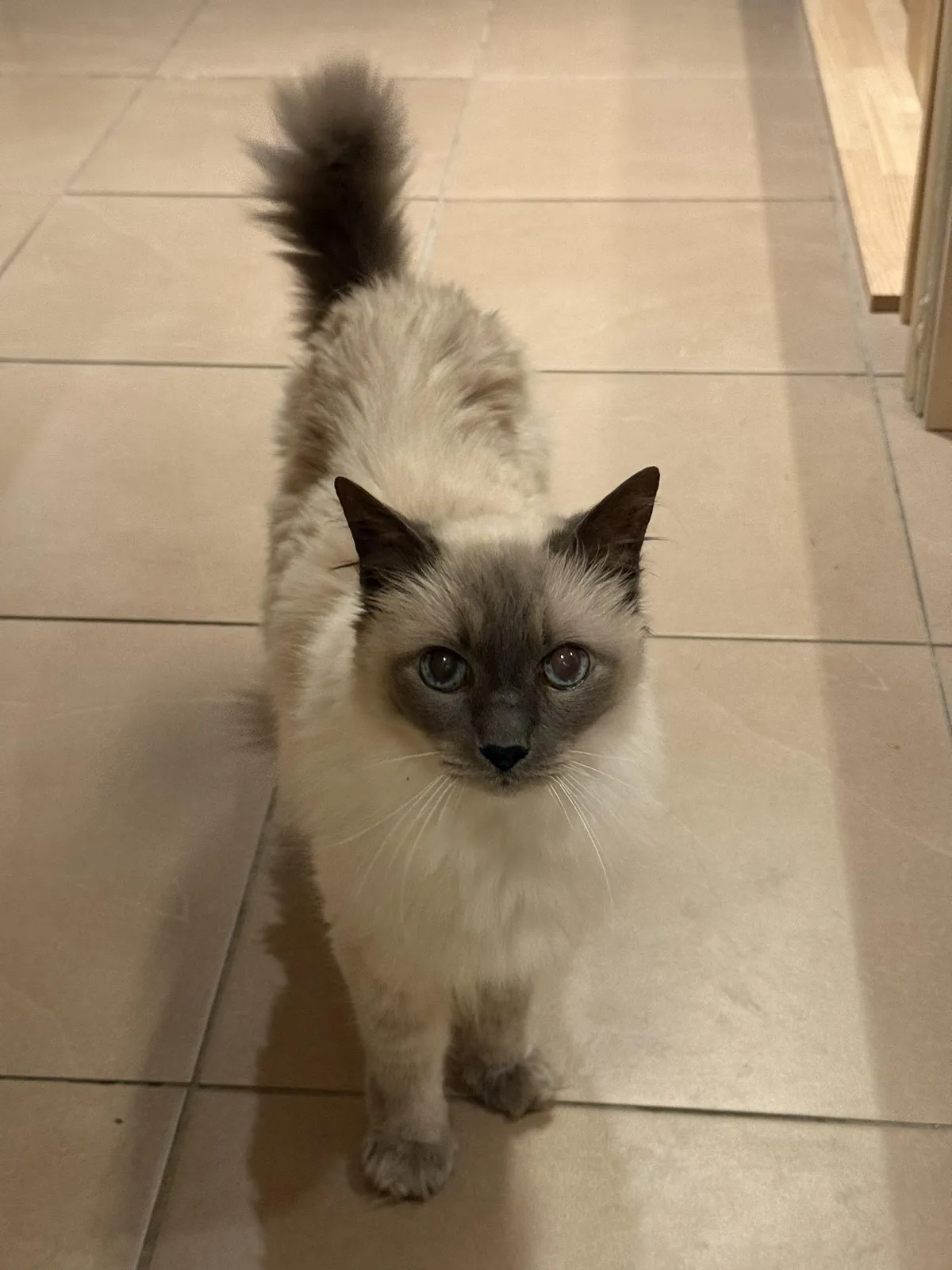 My old man, Yahtzee. No one believes me when I tell them he’s 16 years old.