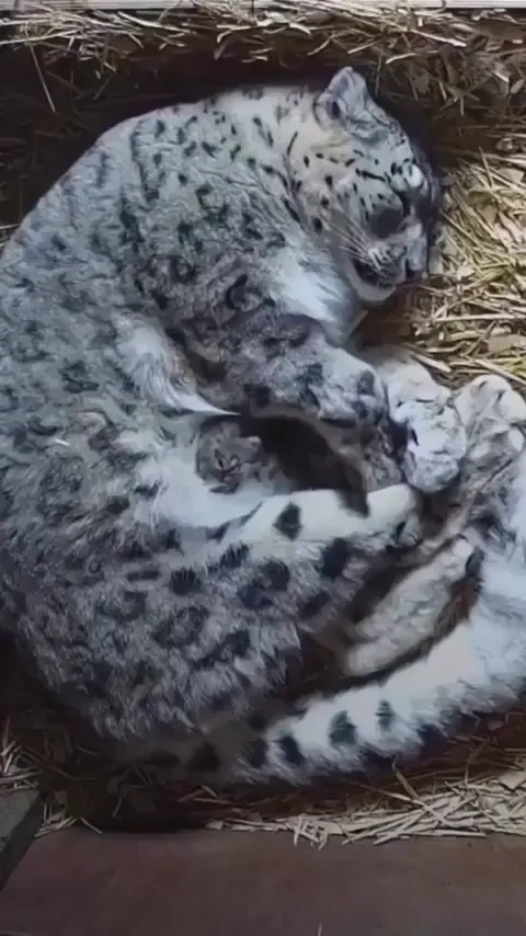 Snow leopards