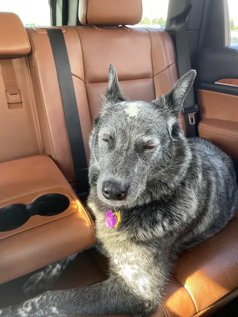 Jack is a very hard-working, handsome boy who herds chickens for a living.