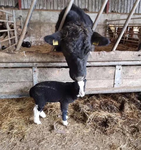 I’ve had my sheep Blackberry for a little over a year now. He has grown into such a big boy!!
