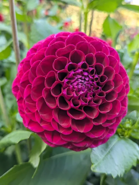 The flower structure of these dahlias.