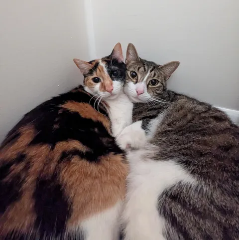 Inseparable brother &amp; sister