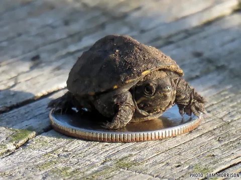 Discovered this tiny turtle in a parking lot near a lake... I put it on a US quarter for scale.