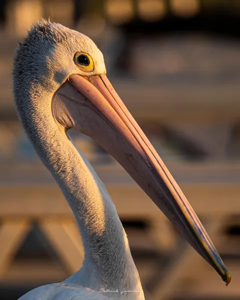 I got close to this Pelican. Very close