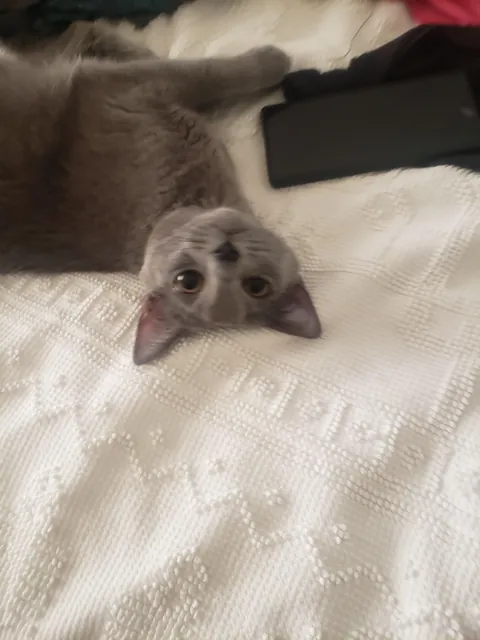 Our sweet ru passed last night (sorry for low quality photos)